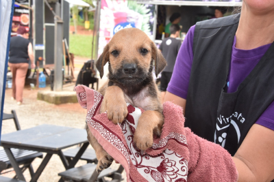 Santo Andr&eacute; realiza feiras de ado&ccedil;&atilde;o de c&atilde;es e gatos nos dois pr&oacute;ximos domingos